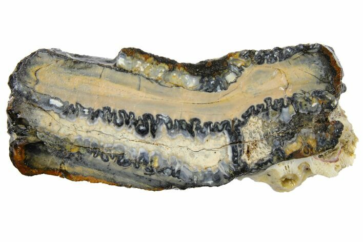 Mammoth Molar Slice With Case - South Carolina #130687